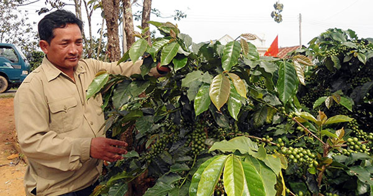 Nhãn hiệu cà phê arabica Langbiang