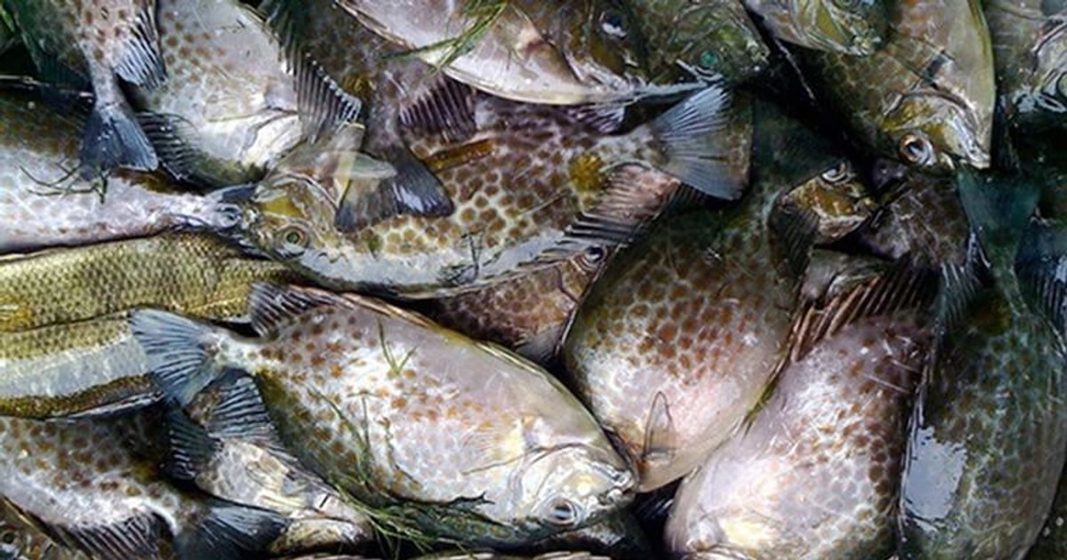 Cá dìa là cá gì? Làm món gì ngon? Giá bao nhiêu?