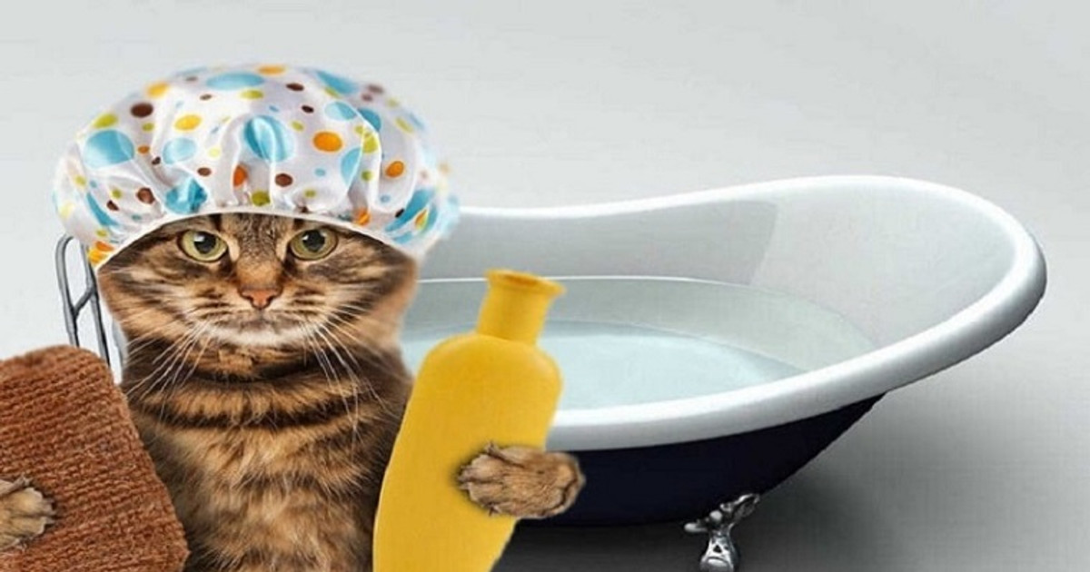 Các cách tắm cho mèo đơn giản, áp dụng cho cả mèo sợ nước