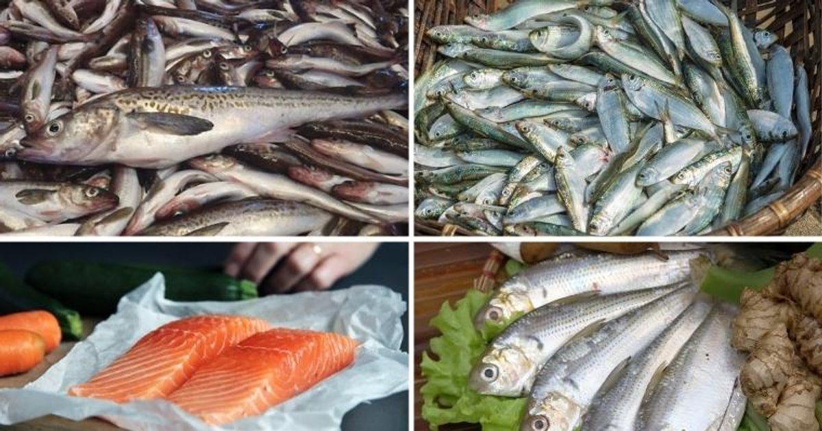 Cá béo là gì? Lợi ích cho sức khoẻ và cách chọn mua cá béo tươi ngon