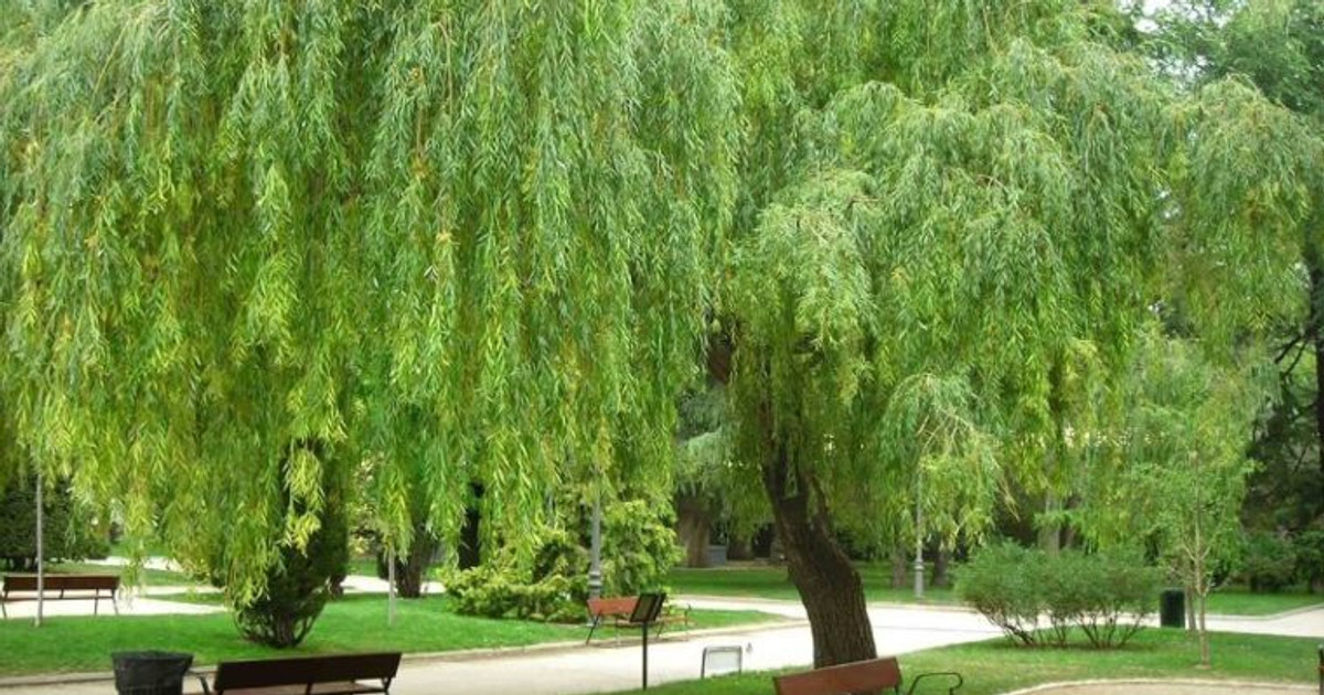 Cây liễu rũ: Ý nghĩa, hình ảnh, cách trồng, chăm sóc tại nhà