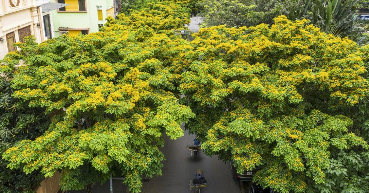 Cây giáng hương: Ý nghĩa, hình ảnh, cách trồng, chăm sóc tại nhà