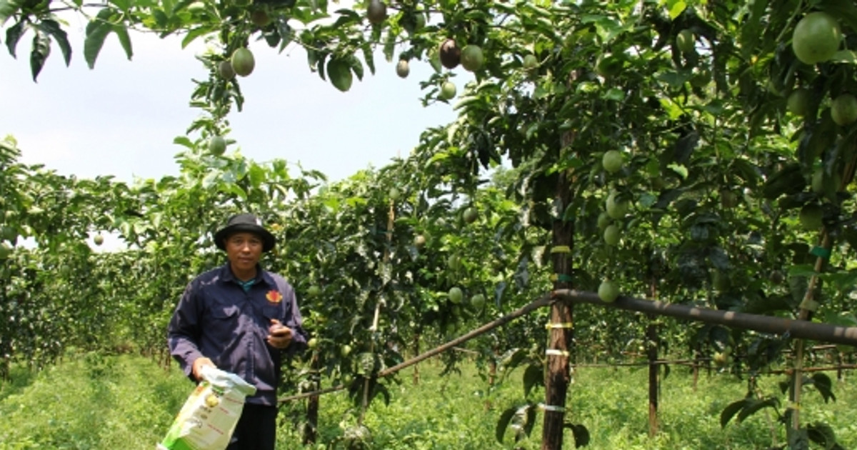 Gia Lai: Chanh dây rớt giá thê thảm, nông dân không buồn thu hoạch