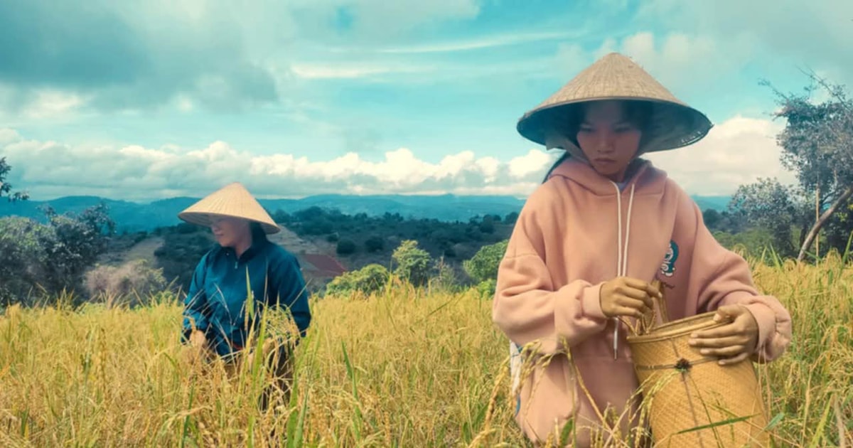 Thơm hương lúa mẹ