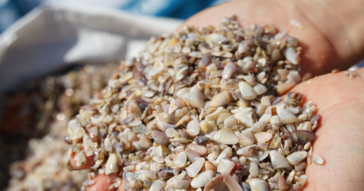 Harvesting Chang Chang – A Dry-Season Livelihood in Mui Ne