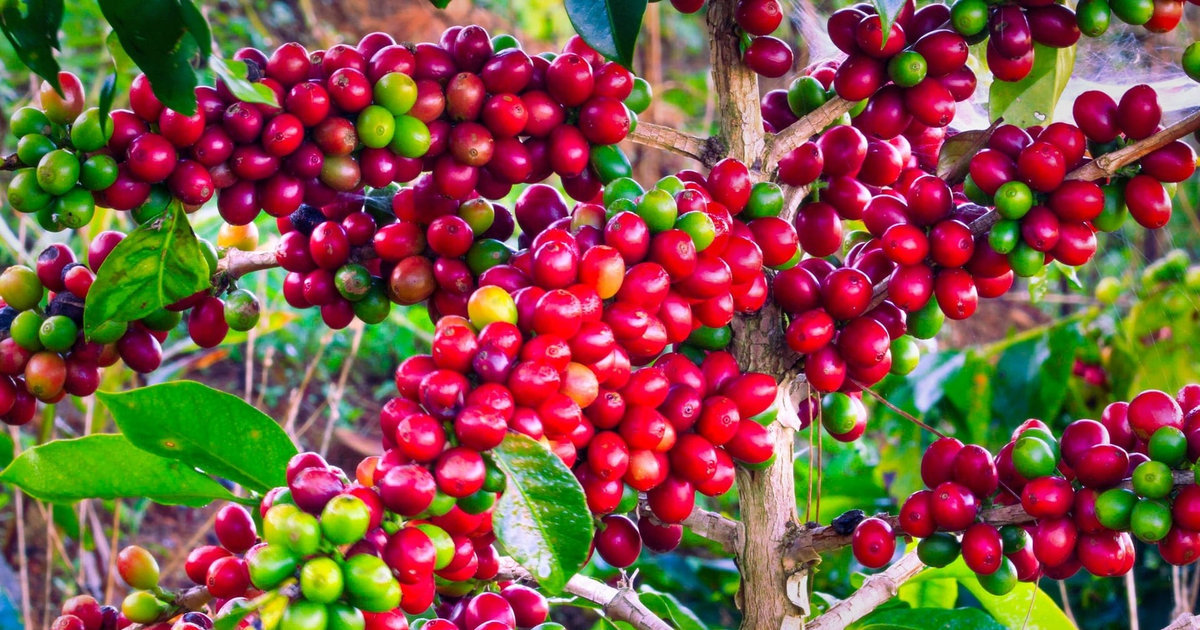 Giá cà phê hôm nay 7/10/2026: Đồng loạt tăng giá, vọt lên 94.400 đồng/kg, thế giới bứt tốc