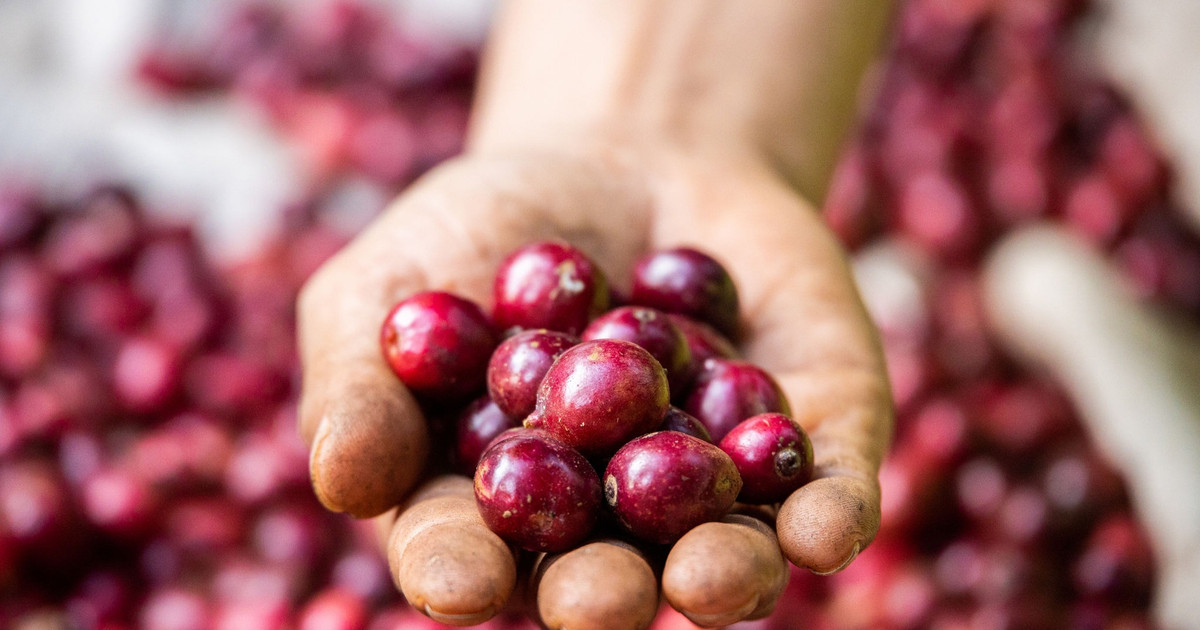 Giá cà phê hôm nay 12/10/2026: Robusta bật tăng gần 1,4%, trong nước giữ...