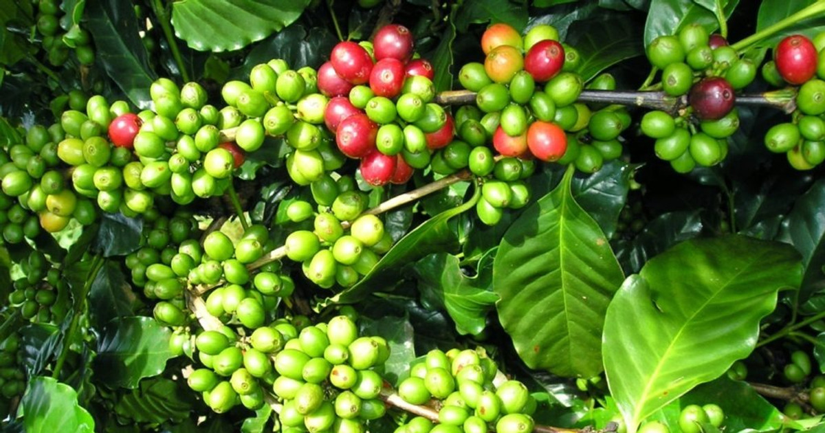 Giá cà phê hôm nay 29/10/2026: Tây Nguyên giảm 500-800 đồng/kg, giá rang xay cũng đi xuống
