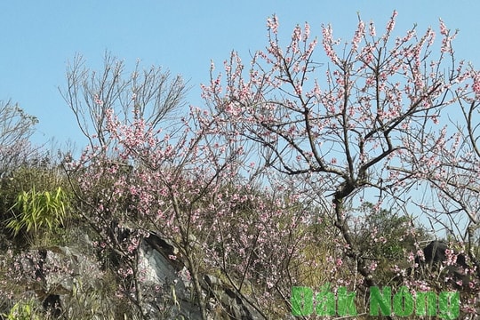 Ngắm hoa anh đào ở Sapa