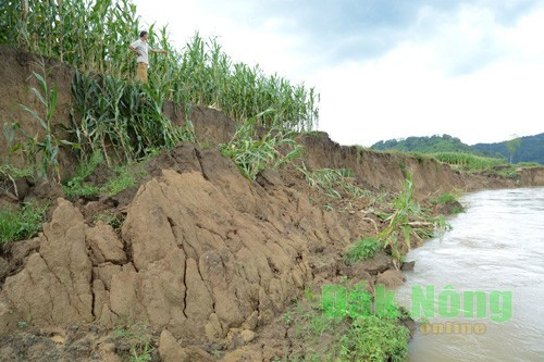 Sông Krông Nô bị sạt lở nghiêm trọng vì khai thác cát trái phép