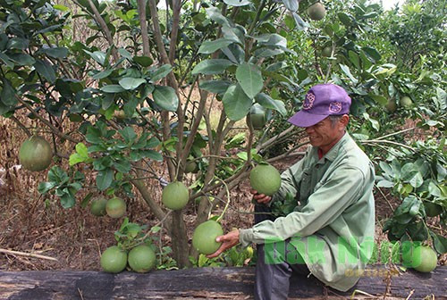 Thu nhập ổn định từ trồng cây ăn trái