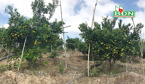 Nông dân bon Choih tích cực mở rộng diện tích cây ăn trái