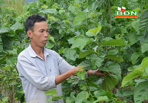 Dự án giảm nghèo khu vực Tây Nguyên tạo sinh kế từ trồng dâu, nuôi tằm ở thôn Phú Hòa