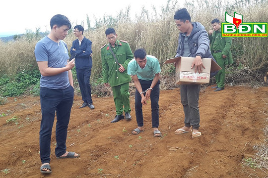 Phát hiện hơn 1.460 cây cần sa trồng trong rẫy cà phê tại huyện Đắk Glong