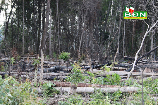 Báo chí phản ánh tình trạng phá rừng tại xã Quảng Sơn đúng sự thật