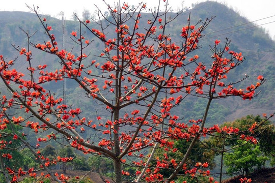 Xây dựng hoa Blang làm đặc trưng vùng Công viên địa chất toàn cầu UNESCO Đắk Nông