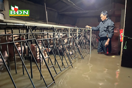 Nhiều hộ dân ở phường Nghĩa Đức thiệt hại nặng do ngập nước