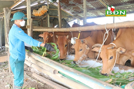 Vốn chính sách tạo sinh kế cho lao động hồi hương