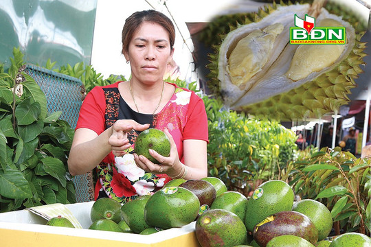 Nông sản Đắk Nông lọt mắt các “ông lớn”