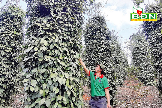 Tiêu Organic vươn mình ra biển lớn