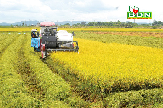 Nâng tầm thương hiệu "Lúa gạo Buôn Choáh"