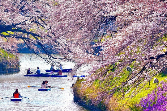 Ngồi thuyền ngắm hoa anh đào Nhật Bản