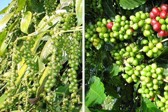 Cà phê, hồ tiêu của Ðắk Nông được hỗ trợ phí bảo hiểm nông nghiệp