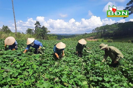 Vực dậy thương hiệu khoai lang Tuy Đức (kỳ 1): Nhắc đến Tuy Đức lại nhớ khoai lang