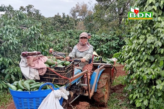 Nữ nông dân làm kinh tế giỏi, có tấm lòng nhân ái