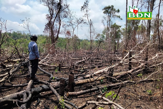 Chặt, phá rừng, lấn chiếm đất rừng là vi phạm pháp luật
