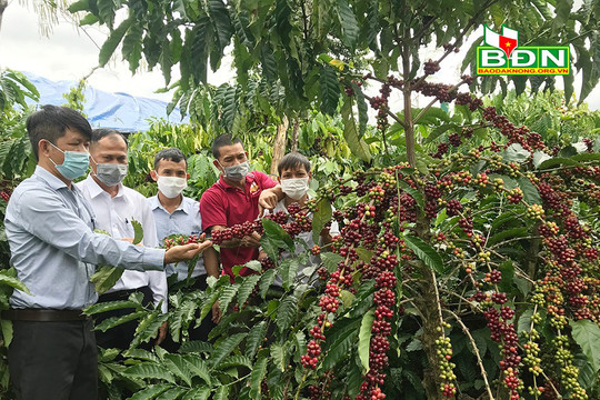VnSAT thúc đẩy sản xuất cà phê bền vững, chất lượng cao