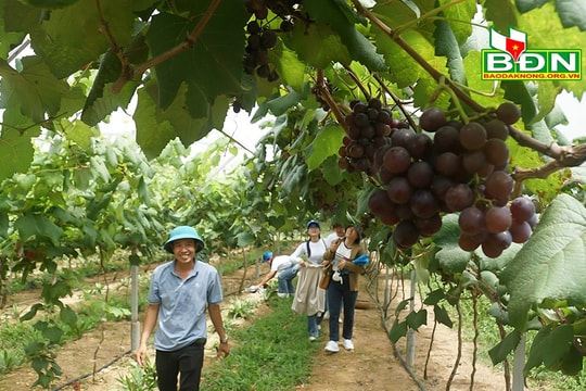 Trải nghiệm vườn nho đầu tiên tại Đắk Nông