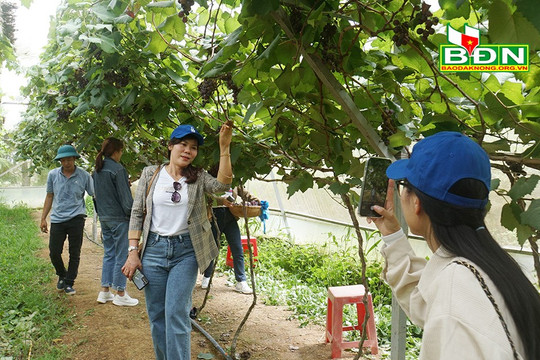 Những vườn cây ăn trái gắn với du lịch ở Ðắk Mil