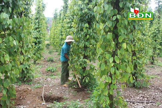 Đăk N’Drung sir jul uô tar jêx jos yaz trâu shông 2023