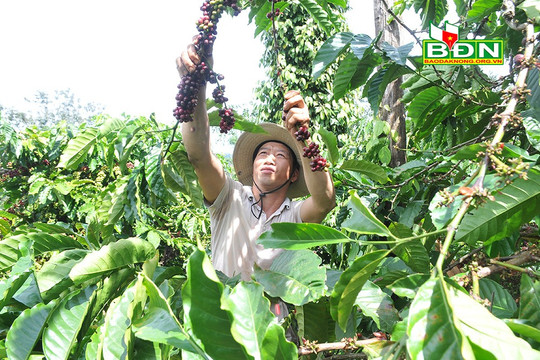 Nông dân Ðắk Song tạo nguyên liệu cà phê chất lượng cao