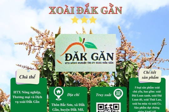 Xoài Ðăk Gằn