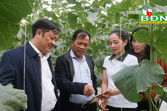 Cần nhân rộng mô hình nông nghiệp công nghệ cao ở Đắk Nia