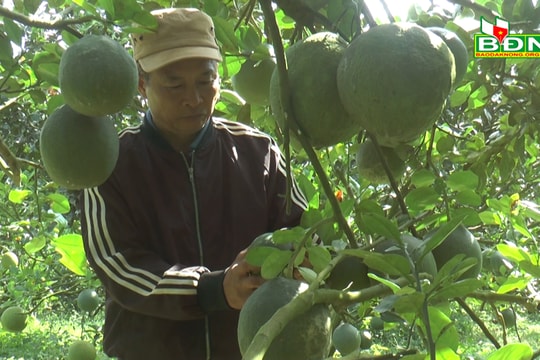 Nông dân Ngô Xuân Hiếu sản xuất, kinh doanh giỏi