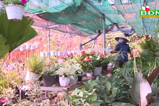 Cây cảnh, hoa tết vào xuân