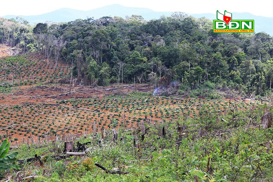 Phá rừng ở Đắk Nông vẫn âm ỉ