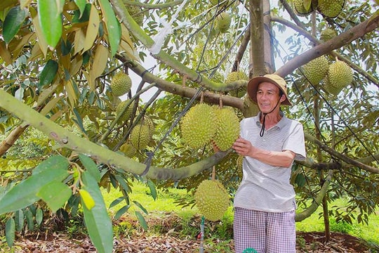 Tây Nguyên bùng nổ diện tích sầu riêng