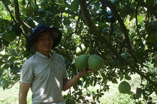 Trồng đa cây ăn trái để giảm rủi ro về giá