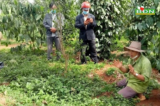 Ông Điểu Nanh - “Điểm tựa” của bon N’Jang Bơ