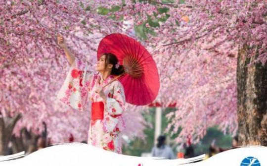 Thời điểm vàng để ngắm hoa anh đào Nhật Bản