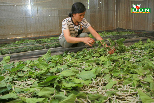 Nông dân Đắk Glong khấm khá nhờ chuyển đổi cây trồng