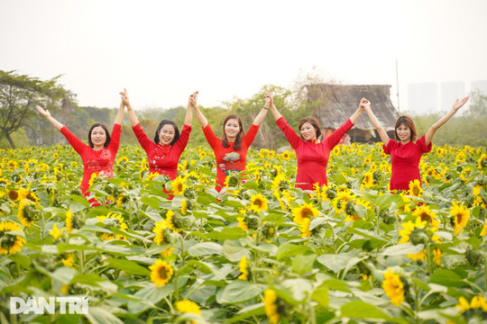Rủ nhau "sống ảo" với vườn hoa hướng dương rộng 10.000 mét vuông ở Hà Nội