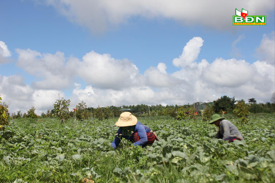 Đắk Nông thúc đẩy sản xuất nông nghiệp an toàn