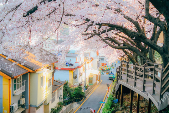 Hoa anh đào nở rộ khắp đường phố Hàn Quốc