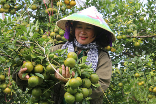 Nữ nông dân 3 năm kiên trì tìm trái ngọt trên cánh đồng dung nham