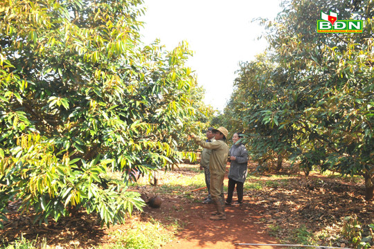 Đắk Nông giám sát chặt vùng trồng sầu riêng xuất khẩu